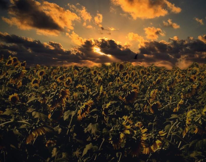 I Create Surreal Southern Art In Mississippi With My Iphone I Create Surreal Southern Art In Mississippi With My Iphone