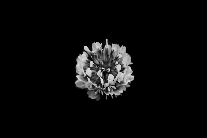 I Take Black & White Photos Of Garden Flowers To Show The Beautiful Symmetry Of Nature I Take Black & White Photos Of Garden Flowers To Show The Beautiful Symmetry Of Nature