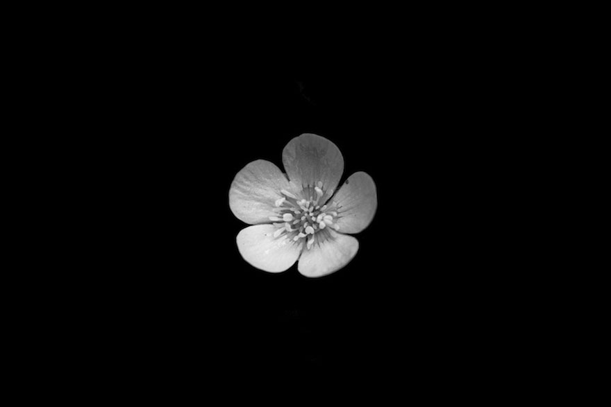 I Take Black & White Photos Of Garden Flowers To Show The Beautiful Symmetry Of Nature I Take Black & White Photos Of Garden Flowers To Show The Beautiful Symmetry Of Nature