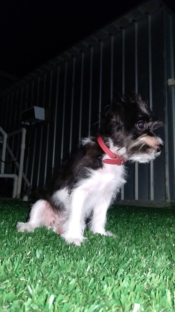 My Dog Smudge, Jack Russel X Cavoodle