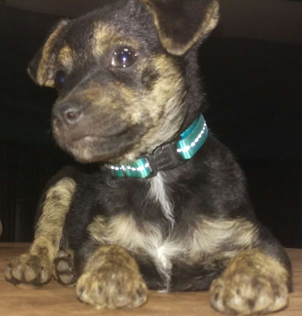 Teddy, The Fox Terrier X Australian Terrier