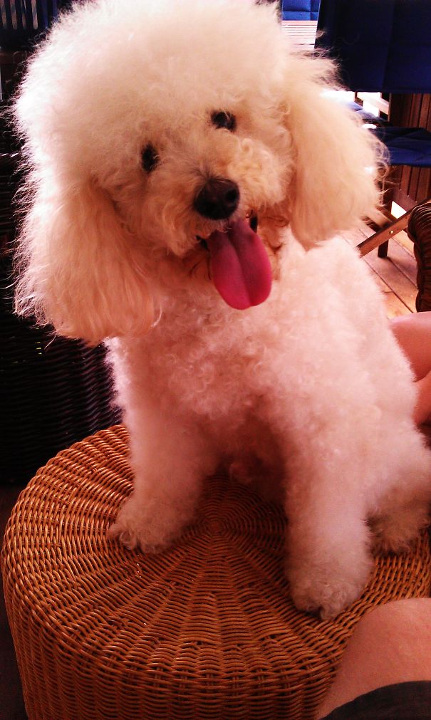 Our Beautiful Schnoodle (schnauzer X Poodle)