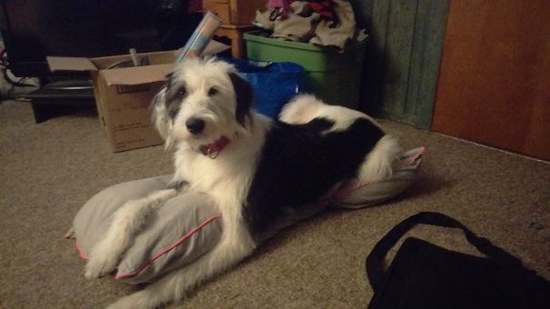 English Wolfhound (irish Wolfhound+english Sheepdog)