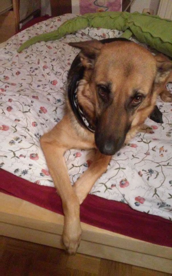 Tyra (german Shepherd + Greyhound) ^^