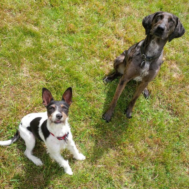 Left: Jack Russel - Schnauzer; Right: Australian Shepherd - German Shorthair