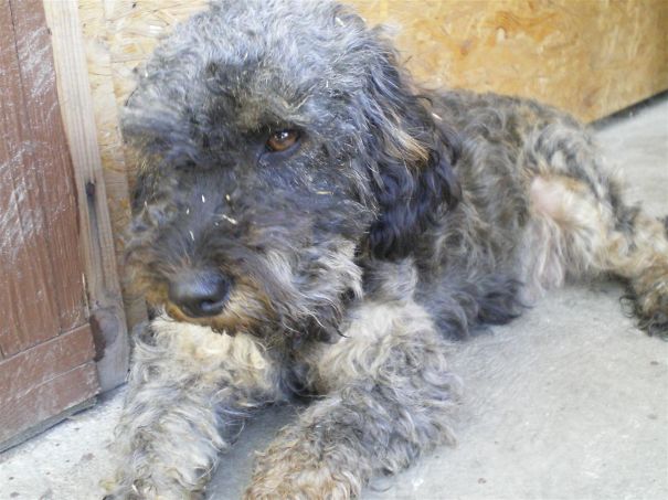 Rip (2013), My Loved Rita Yopoo (yorkshire + Poodle)