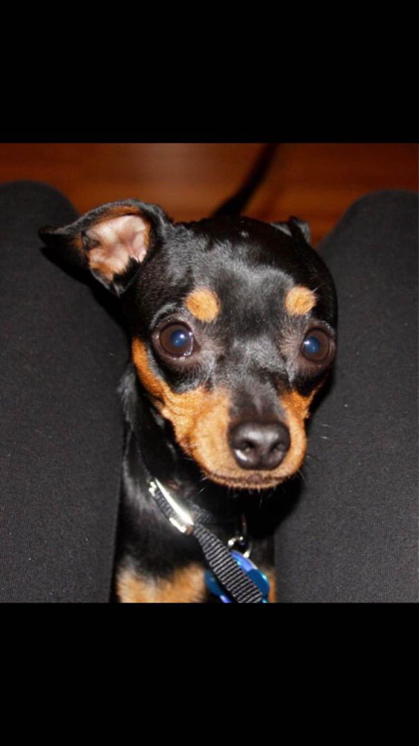 Miniature Pinscher / Chihuahua - A Pinhuahua Named Aldo
