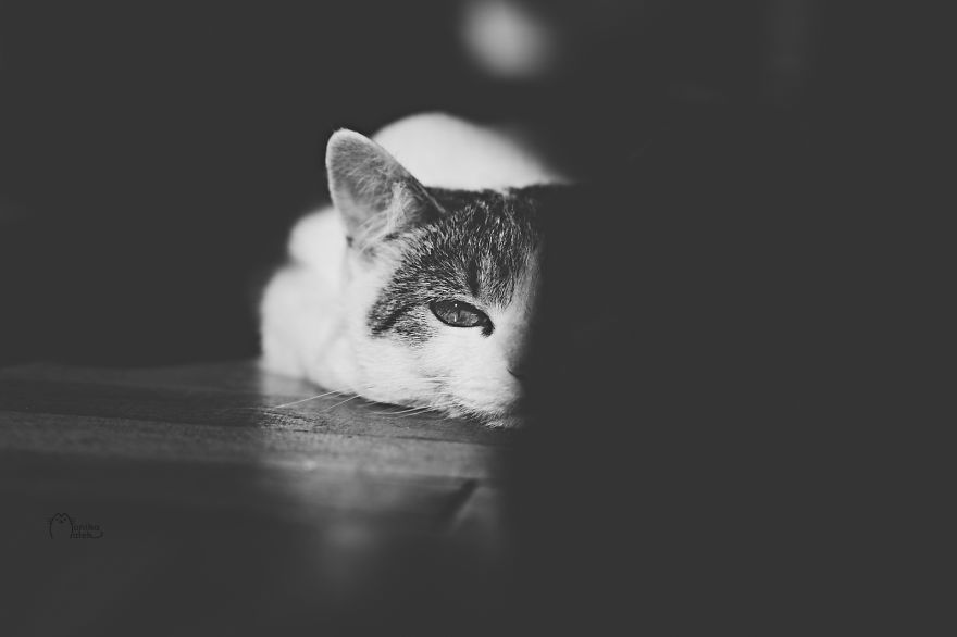 My Black-And-White Catography Reveals Their Hypnotizing Beauty My Black-And-White Catography Reveals Their Hypnotizing Beauty