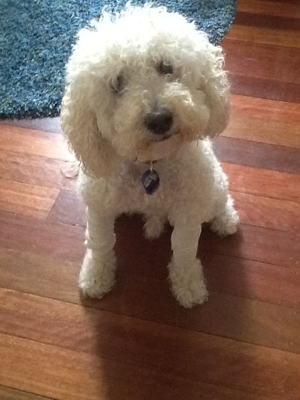 Our Beautiful Schnoodle (schnauzer & Poodle)