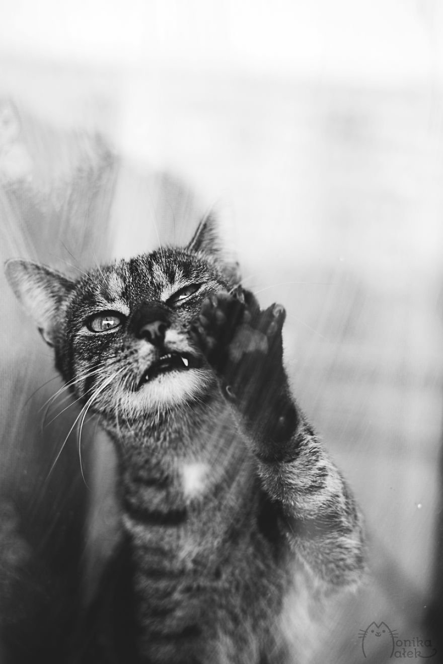 My Black-And-White Catography Reveals Their Hypnotizing Beauty