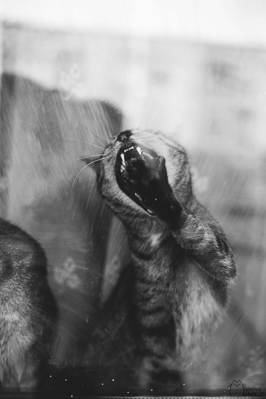 My Black-And-White Catography Reveals Their Hypnotizing Beauty