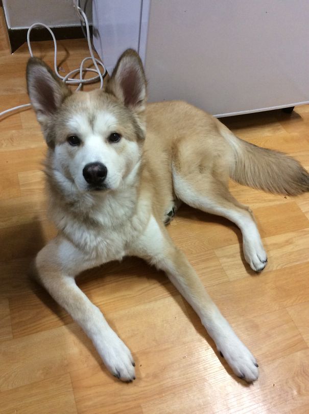 Kuma~ My Husky Jindo! (find Me On Fb And Instagram)!!