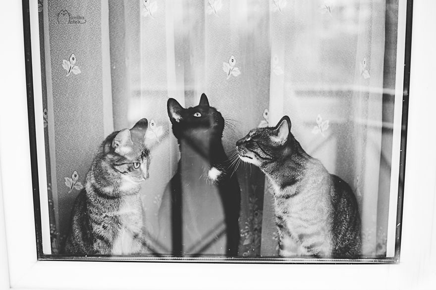 My Black-And-White Catography Reveals Their Hypnotizing Beauty