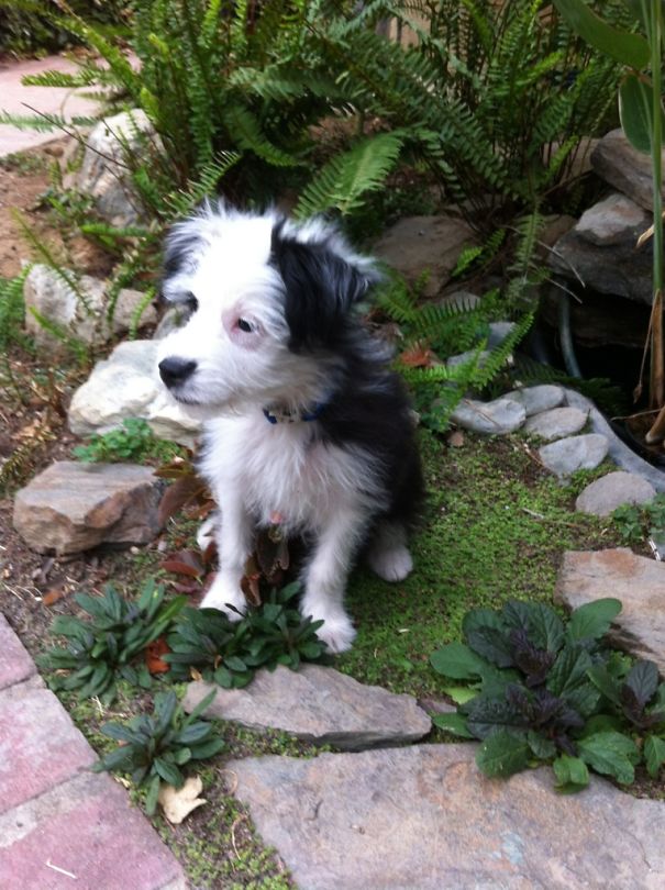Austrailian Shepherd, Chihuahua And Border Collie Mix.