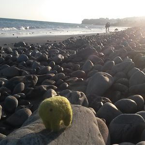 tennisballanimal avatar