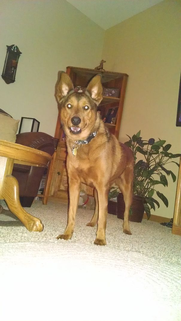 Navajo Shepherd (german Shepherd Mix Rez Dog)