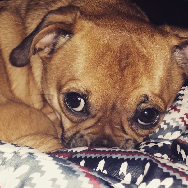 My Puggle, Rocco (pug And Beagle Mix )