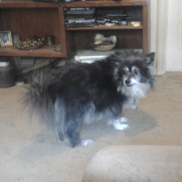 Murphy The Sheltie Mix