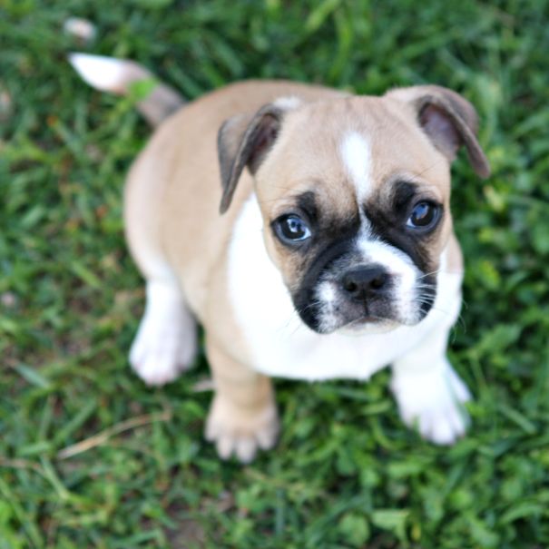 Gizmo Our Pug Boston Terrier And Jack Russell