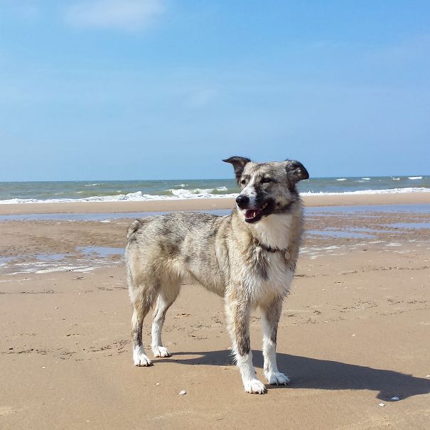 Huskperd (husky And Australian Sheperd)