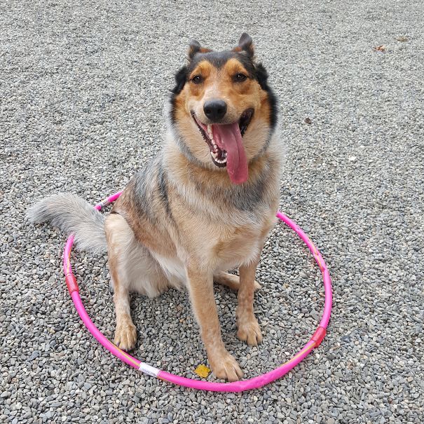 Baymax (collie+australian Cattle Dog)