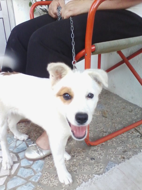 Is Name Is Pirata (portuguese Serra Da Estrela + Husky)