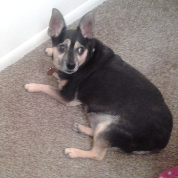 Dixon The Min Pin/chihuahua Mix