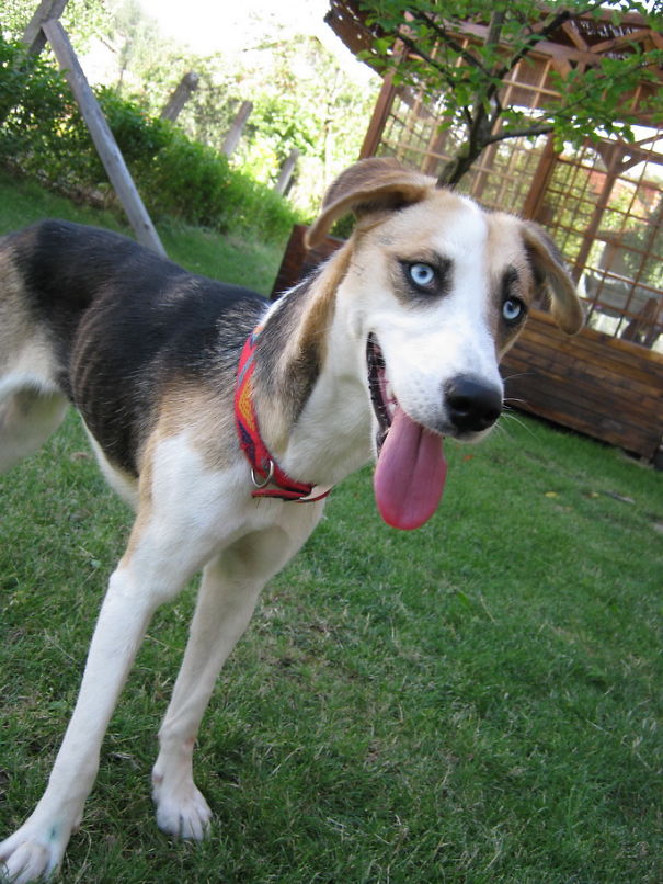 Small mixed colored dog outside with his tongue out 