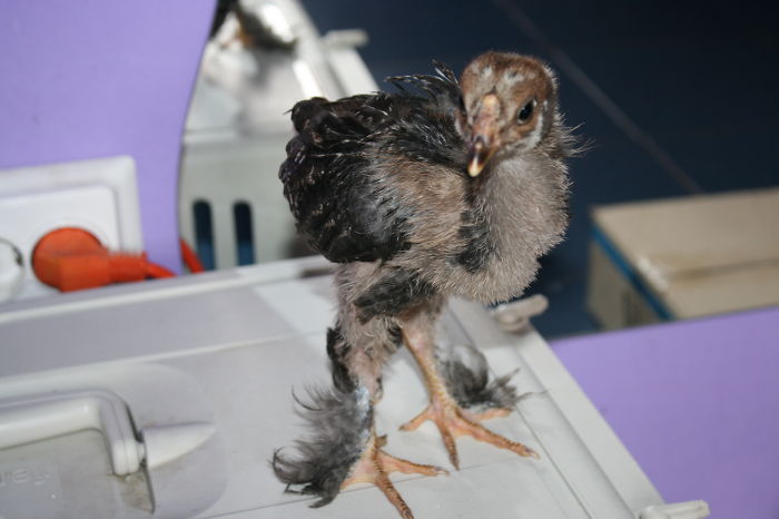 I Adopted A Chicken That Has A Message For The World