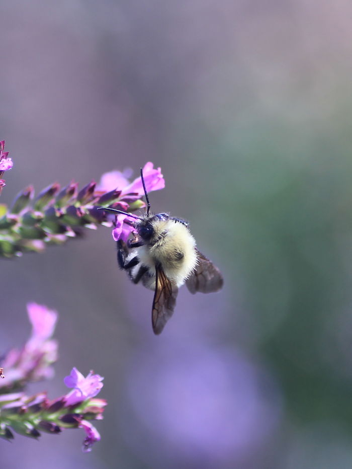 Butterflies And Bees In My Backyard
