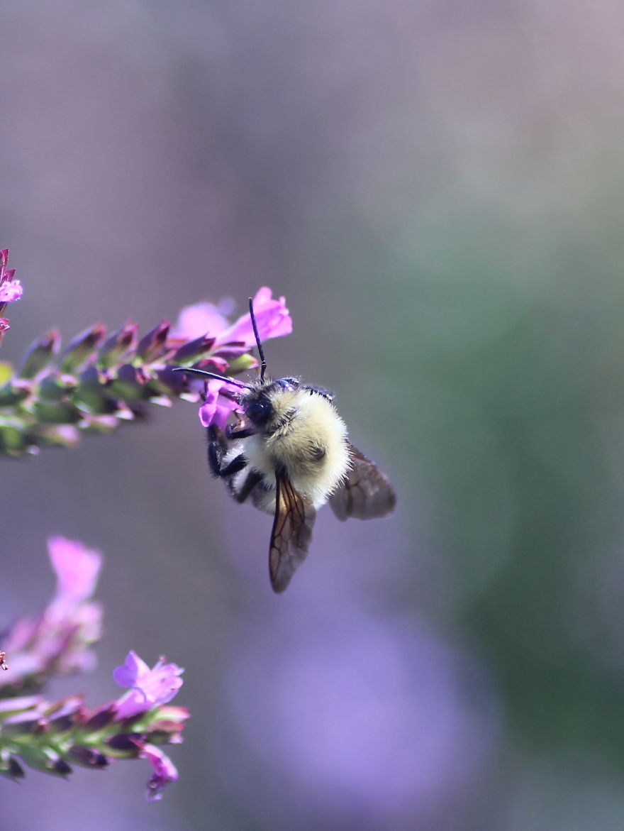 Butterflies And Bees In My Backyard