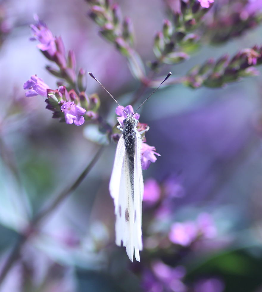 Butterflies And Bees In My Backyard