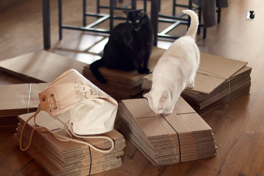 A Simple Way To Surprise Your Cat