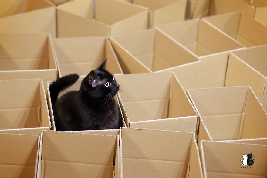 A Simple Way To Surprise Your Cat