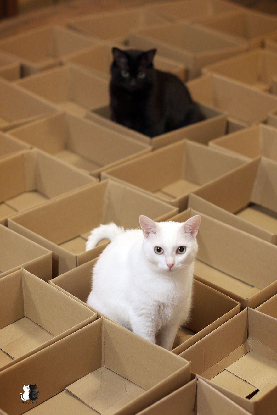 A Simple Way To Surprise Your Cat