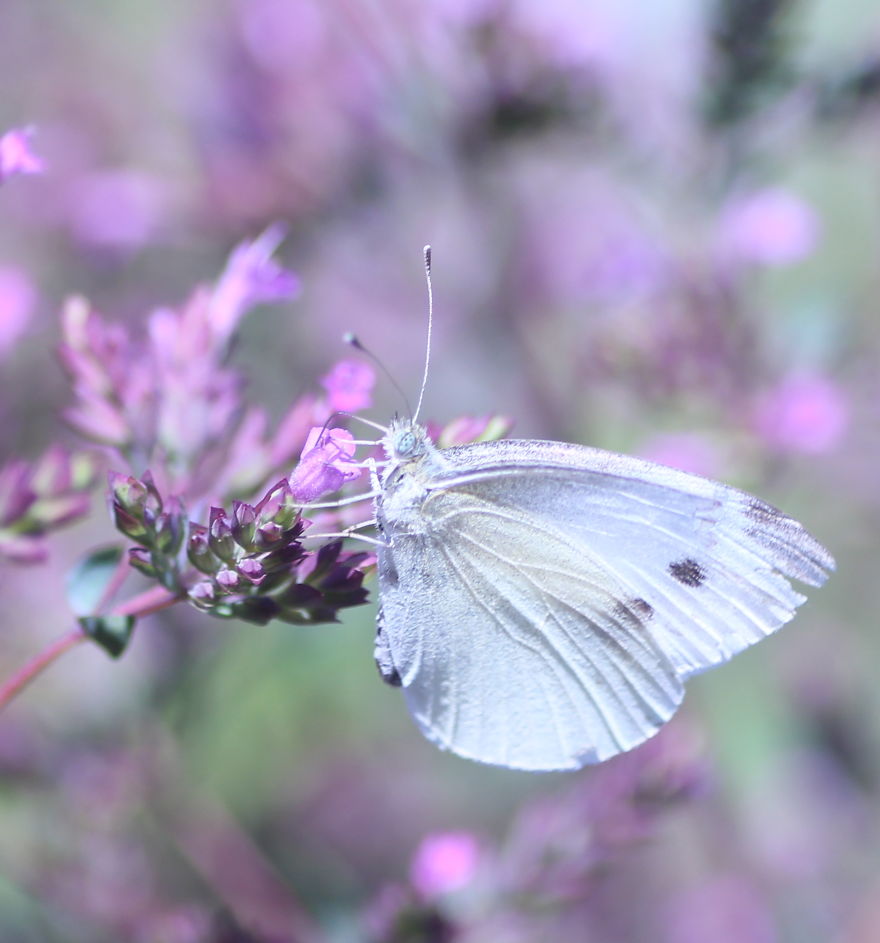 Butterflies And Bees In My Backyard