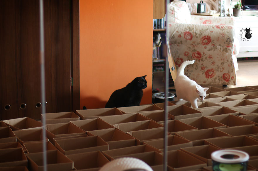 A Simple Way To Surprise Your Cat