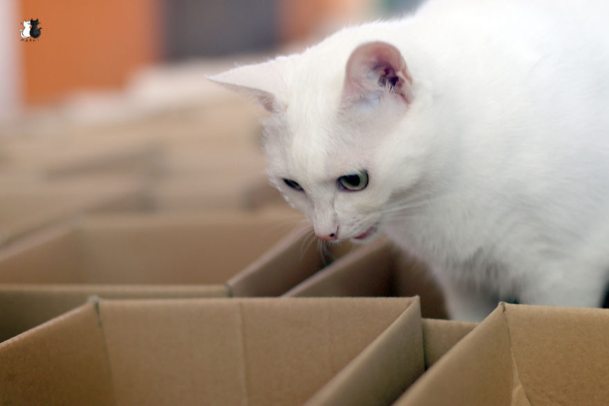 A Simple Way To Surprise Your Cat