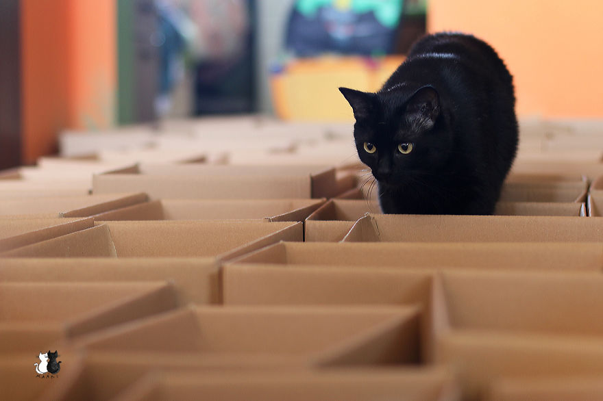 A Simple Way To Surprise Your Cat