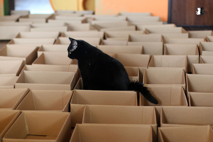 A Simple Way To Surprise Your Cat