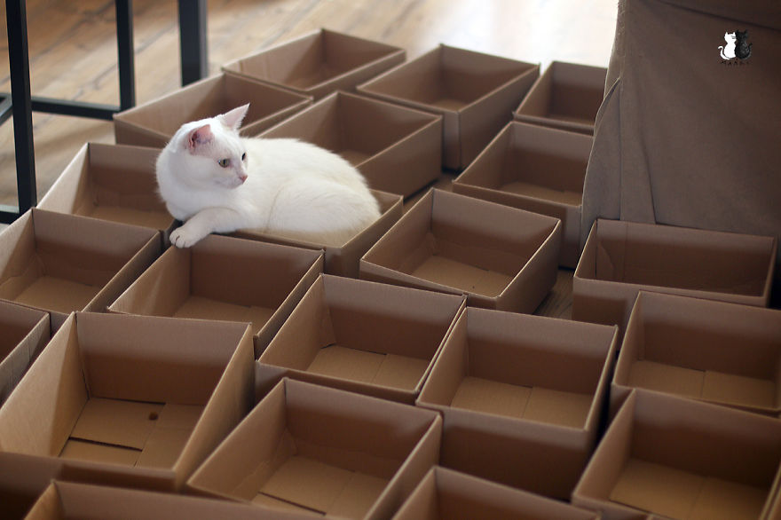 A Simple Way To Surprise Your Cat