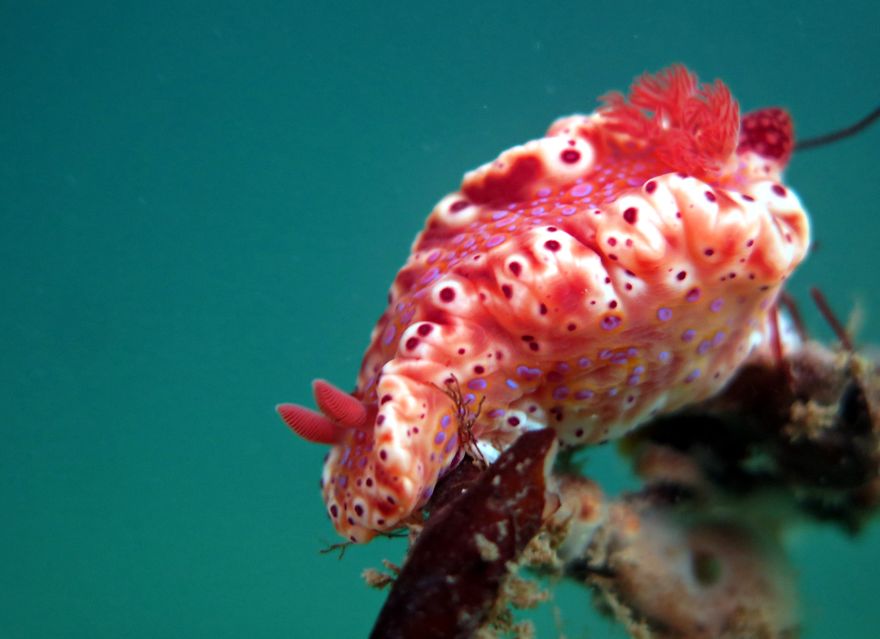 Colorful sea slug with red and purple spots underwater, showcasing unique alien-like features of sea slugs on Earth.