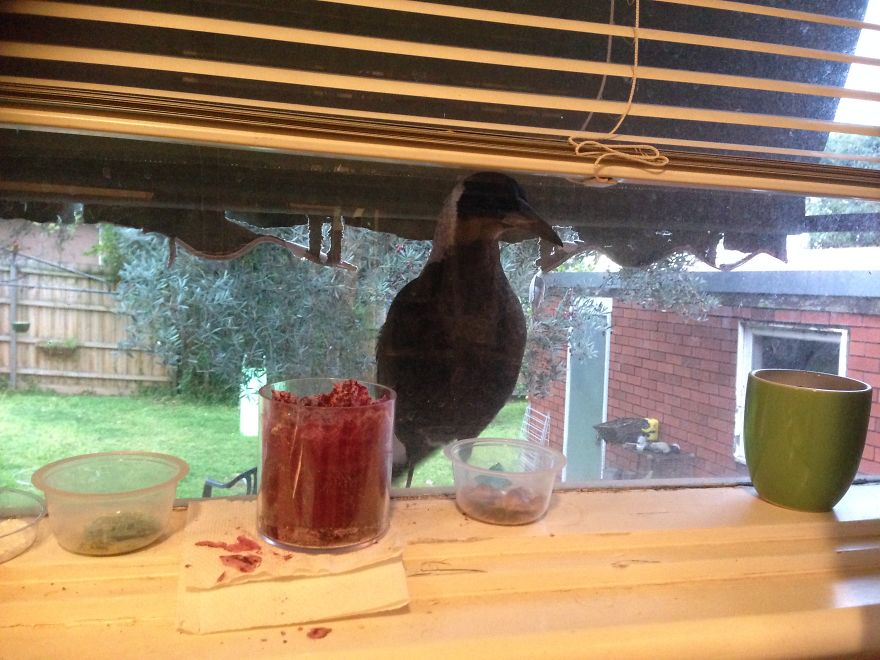 How A Magpie Saved Our Cat's Life And Brought Joy To Our Home How A Magpie Saved Our Cat's Life And Brought Joy To Our Home