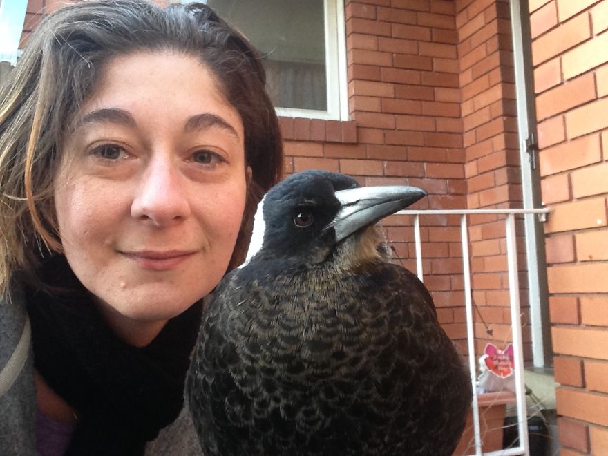 How A Magpie Saved Our Cat's Life And Brought Joy To Our Home How A Magpie Saved Our Cat's Life And Brought Joy To Our Home