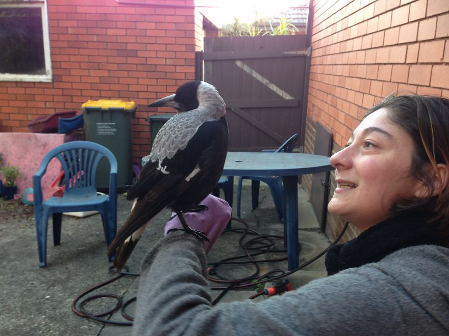 How A Magpie Saved Our Cat's Life And Brought Joy To Our Home How A Magpie Saved Our Cat's Life And Brought Joy To Our Home