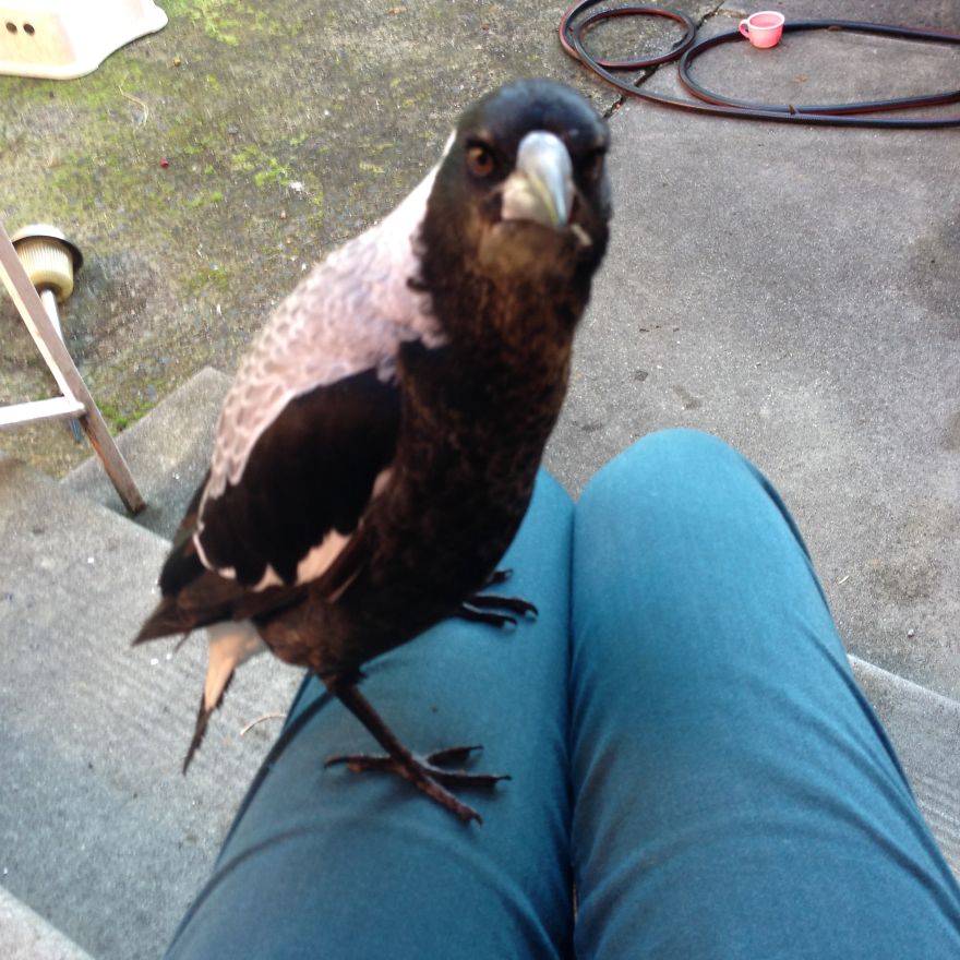 How A Magpie Saved Our Cat's Life And Brought Joy To Our Home How A Magpie Saved Our Cat's Life And Brought Joy To Our Home