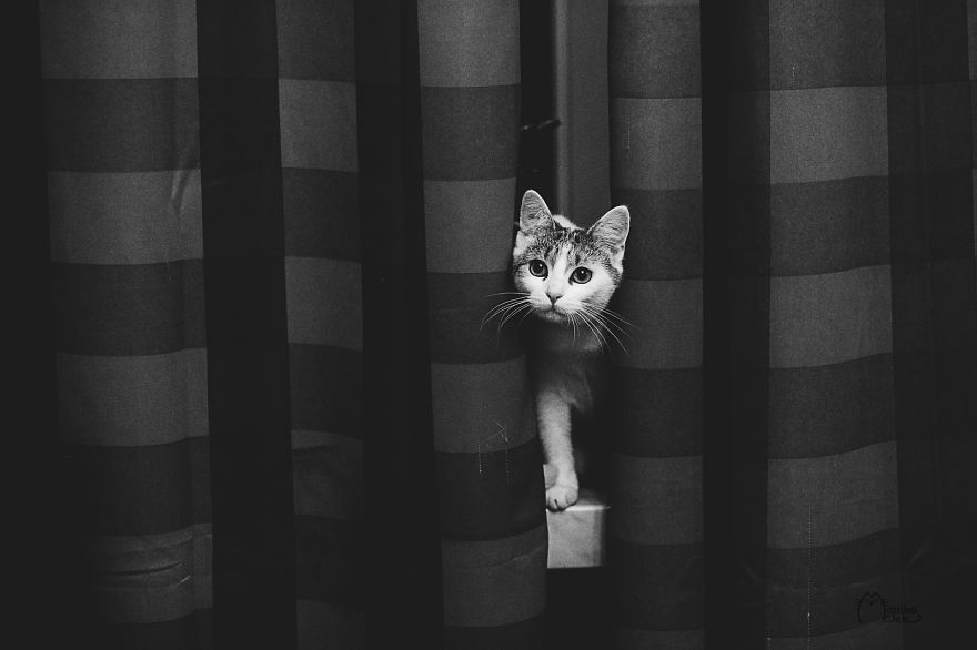 My Black-And-White Catography Reveals Their Hypnotizing Beauty