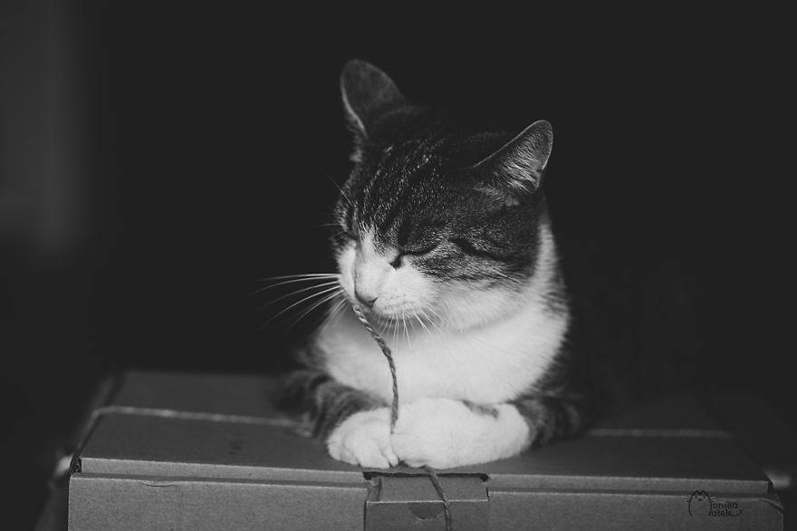 My Black-And-White Catography Reveals Their Hypnotizing Beauty