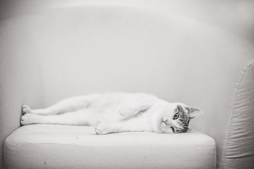 My Black-And-White Catography Reveals Their Hypnotizing Beauty My Black-And-White Catography Reveals Their Hypnotizing Beauty