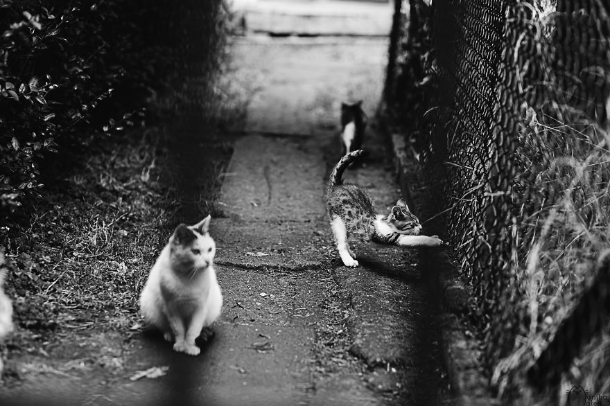 My Black-And-White Catography Reveals Their Hypnotizing Beauty